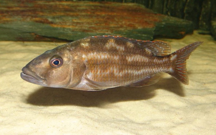 Nimbochromis fuscotaeniatus